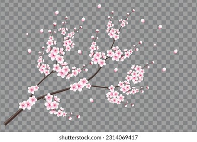 Realistic blooming cherry flowers and petals illustration,cherry blossom vector. pink sakura flower background. cherry blossom flower blooming vector