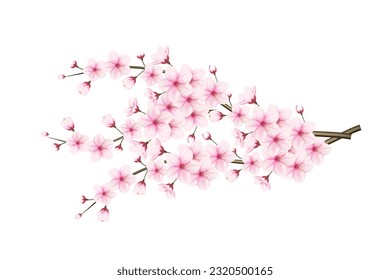 Realistic blooming cherry flowers and petals illustration, cherry blossom vector