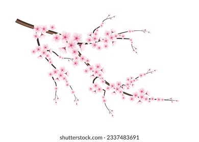 Realistic blooming cherry flowers and petals illustration,cherry blossom vector. pink sakura flower background. cherry blossom flower blooming vector