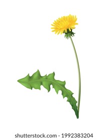 Realistic blooming dandelion with green leaf vector illustration