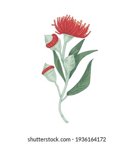 Realistic blooming red flower of eucalyptus tree with stem, leaves and buds. Elegant blossomed plant isolated on white background. Colored botanical hand-drawn vector illustration in retro style