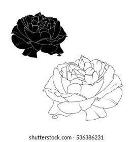 Realistic blooming rose flower blossom isolated. Black and white detailed outline drawing tattoo style. Ying yang concept. Vector design illustration.