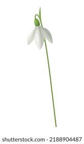 Flor de nevada en flor realista sobre ilustración vectorial de fondo blanco