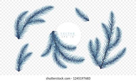 Realistic blue Christmas tree branches isolated on transparent background, can be used for decoration of advertising banners, flyers and christmas postcards. Vector illustration