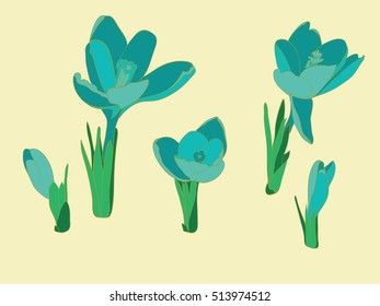 Realistic blue crocuses isolated on yellow background.