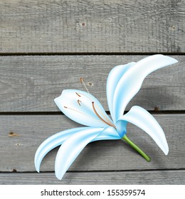 Realistic blue lily flower. Vector illustration