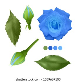 Realistic Blue rose on white background, leaves, bud and an open flower, elements for your design, Vector EPS 10 illustration