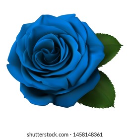 Realistic blue rose, Queen of beauty.
