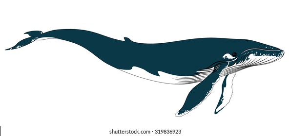 Realistic Blue Whale on a White Background. Vector Illustration in Simple Realistic Style for your design, artworks and journal article. Marine Mammal - Big  Blue Whale. Largest and Heaviest Animal. 