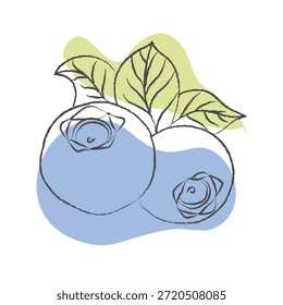 Ilustraciones realistas de arándanos, conjunto de Vector limpio ideal para el empaquetado, diseño de etiquetas y productos, Ilustración vectorial de conjunto de arándanos, sobre un fondo limpio, Ilustración de arándanos, formato EPS, dibujo de contorno colección de arándanos