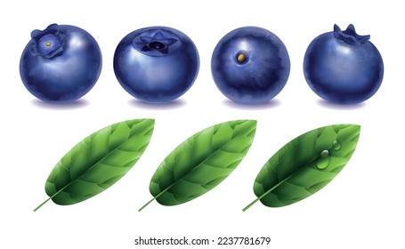 Realistic blueberry set of fresh berries and green leaves isolated on white background vector illustration