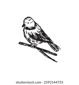 Realistic bluetit bird in black brush stroke texture isolated on white background. Hand drawn vector sketch illustration in vintage charcoal ink. Nature, spring symbol, tit bird design