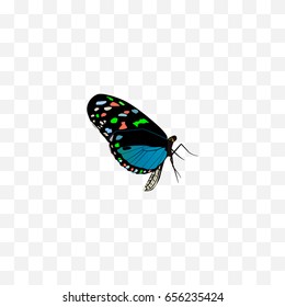 Realistic Bluewing Element. Vector Illustration Of Realistic Hairstreak Isolated On Clean Background. Can Be Used As Bluewing, Butterfly And Blue Symbols.