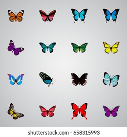 Realistic Bluewing, Purple Monarch, Summer Insect And Other Vector Elements. Set Of Beauty Realistic Symbols Also Includes Butterfly, Orange, Beauty Objects.