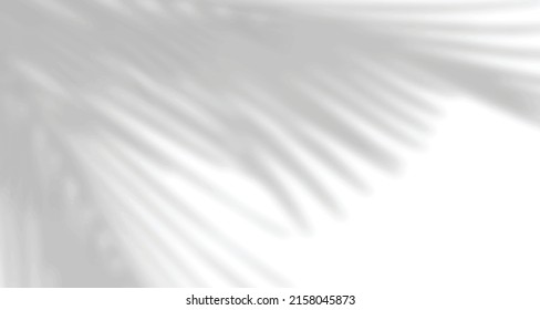 Realistic blurred natural light leaves, palm and window shadow overlay on wall paper or frames texture, abstract background, summer, spring, autumn for product presentation podium and mockup seasonal