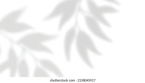 Realistic blurred natural light leaves, palm and window shadow overlay on wall paper or frames texture, abstract background, summer, spring, autumn for product presentation podium and mockup seasonal