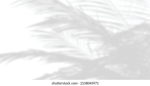 Realistic blurred natural light leaves, palm and window shadow overlay on wall paper or frames texture, abstract background, summer, spring, autumn for product presentation podium and mockup seasonal