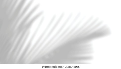 Realistic blurred natural light windows, palm and leaves shadow overlay on wall paper or frames texture, abstract background, summer, spring, autumn for product presentation podium and mockup seasonal