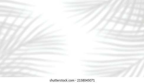 Realistic blurred natural light windows, palm and leaves shadow overlay on wall paper or frames texture, abstract background, summer, spring, autumn for product presentation podium and mockup seasonal