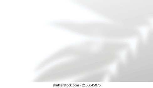 Realistic blurred natural light windows, palm and leaves shadow overlay on wall paper or frames texture, abstract background, summer, spring, autumn for product presentation podium and mockup seasonal
