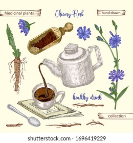 Realistic Botanical color sketch of chicory root, flowers, powder, teapot, tea cup and spoon isolated on yellow background, floral herbs collection. Medicine plant. Vintage rustic vector illustration