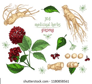 Realistic Botanical color sketch of ginseng root, flowers and berries isolated on white background, floral herbs collection. Traditional korean medicine plant. Vintage rustic vector illustration.