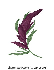 Realistic botanical drawing of quinoa or amaranth plant with blooming plant or inflorescence. Cultivated grain crop isolated on white background. Natural vector illustration in antique style.