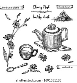 Realistic Botanical ink sketch of chicory root, flowers, powder, teapot, tea cup and spoon isolated on white background, floral herbs collection. Medicine plant. Vintage rustic vector illustration