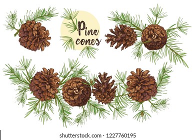 Realistic Botanical ink sketch of colorful fir tree branches with pine cone isolated on white background. Good idea for invitations, greeting postcards, label, sticker Vector illustrations