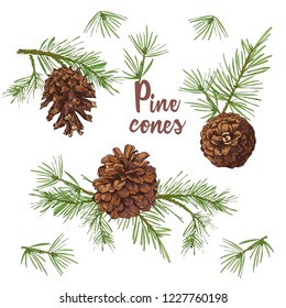 Realistic Botanical ink sketch of colorful fir tree branches with pine cone isolated on white background. Good idea for invitations, greeting postcards, label, sticker Vector illustrations