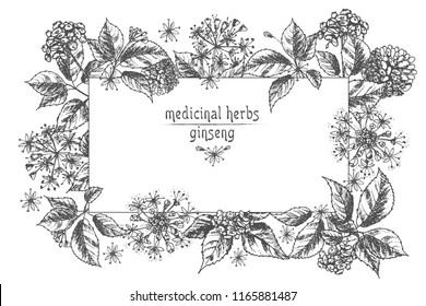 Realistic Botanical ink sketch of ginseng root, flowers and berries isolated on white background Floral herbs collection Chinese medicine plant Card design Vintage rustic vector illustration.