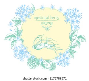 Realistic Botanical ink sketch of ginseng root, flowers and berries isolated on white background Floral herbs collection Chinese medicine plant Card design Vintage rustic vector illustration.