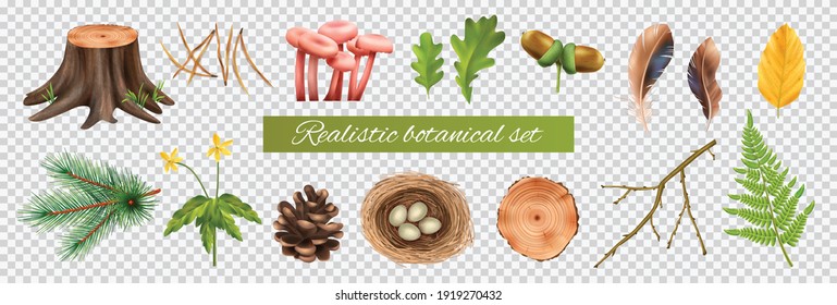 Realistic botanical set on transparent background with isolated icons of leaves and mushrooms with nest eggs vector illustration