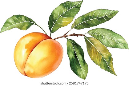 Realistic botanical watercolor illustration vector apricot fruit leaves composition: whole and half slice ripe juicy isolated clipart hand drawn