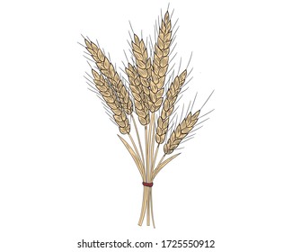 Un ramo realista de espigas de trigo aisladas en un fondo blanco. Ilustración vectorial.