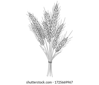 Un ramo realista de espigas de trigo aisladas en un fondo blanco. Ilustración vectorial.