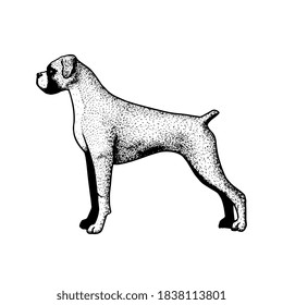 Realistic boxer dog. Dog breed - Vector illustration
