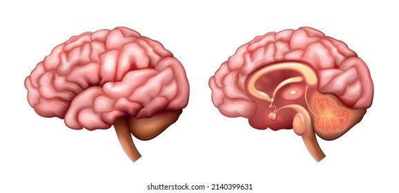 Realistic brain anatomy structure with internal and external structure isolated vector illustration