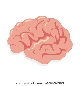 realistic brain on white background