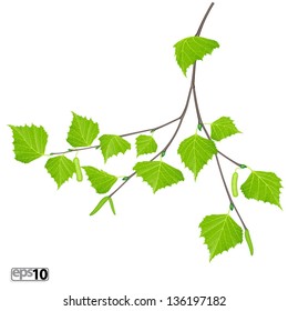 Realistic branch of birch with green leaves and aments