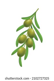 Realistic branch with green olives and leaves on white background vector illustration