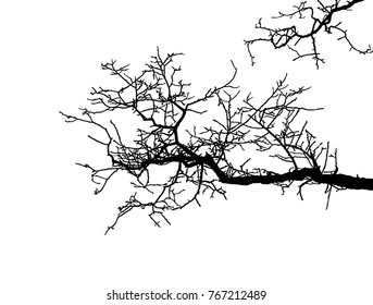 Realistic branch tree silhouette (Vector illustration).Eps10