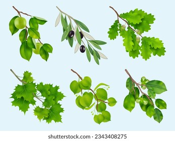 Realistic branches. Collection illustrations of wooden branches with leaves decent vector plants