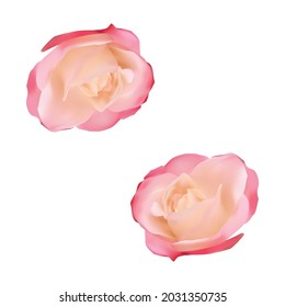 realistic bright pink rose flower design vector