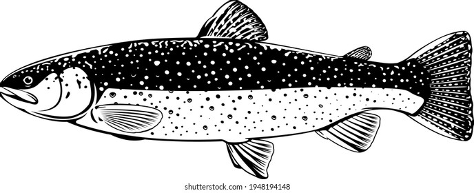 Realistic Brook Trout Fish Isolated Illustration Stock Vector (royalty 