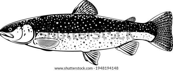 Realistic Brook Trout Fish Isolated Illustration Stock Vector (Royalty ...