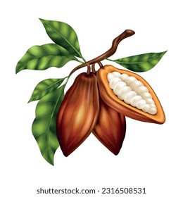 Realistic brown cocoa beans on green twig against white background vector illustration