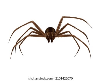 Realistic brown spider front view on white background vector illustration