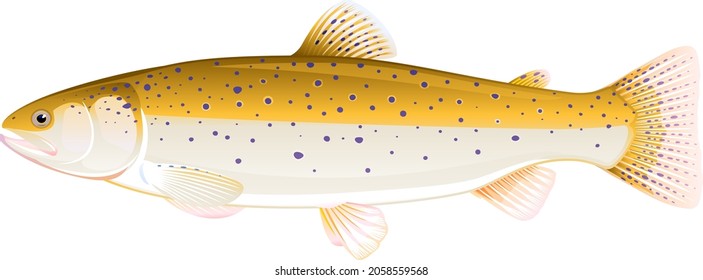 Realistic brown trout fish isolated illustration, one freshwater fish on side view