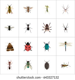 Realistic Bug, Ant, Tarantula And Other Vector Elements. Set Of Bug Realistic Symbols Also Includes Wisp, Wasp, Gnat Objects.